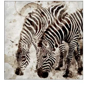 Zebras